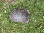 Spur Thighed : Male Ibera approx 66+ years old (Fred)